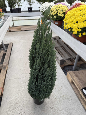 CYPRYSIK LAWSONA ELLWOODII P21