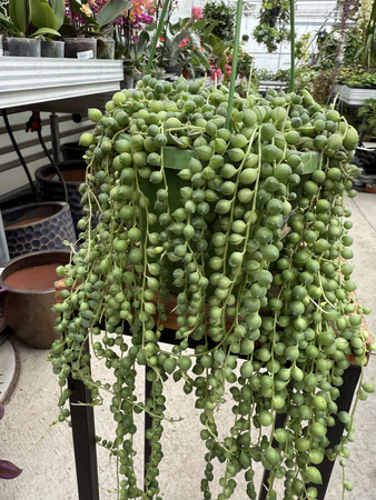 SENECIO ROWLEYA P14
