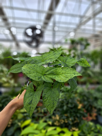 SYNGONIUM MOTTLED P13