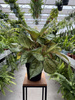 AGLAONEMA CORN SILK P19