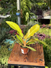 PHILODENDRON GOLDEN CROCODILE P6