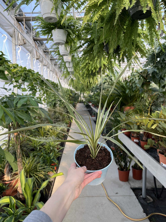CORDYLINA TORBAY DAZZLER P13