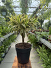 DRACENA REFLEXA SONG OF INDIA P21