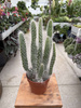 OPUNTIA BLUE ALE P12