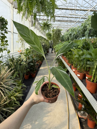 BANANOWIEC FLORIDA VARIEGATA P10.5