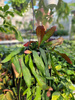EPIPHYLLUM LEON HERICK P14 - RÓŻOWY KWIAT