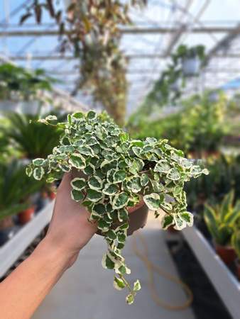 FICUS PUMILA BELLE SUNNY P9