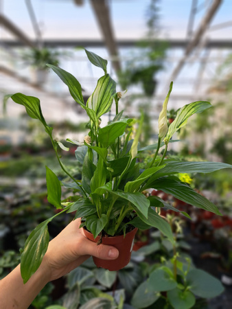 SPATHIPHYLLUM PEARL CUPIDO - SKRZYDŁOKWIAT P9