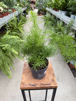 ASPARAGUS SPRENGERI P12