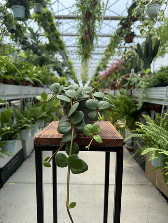 PEPEROMIA HOPE P12