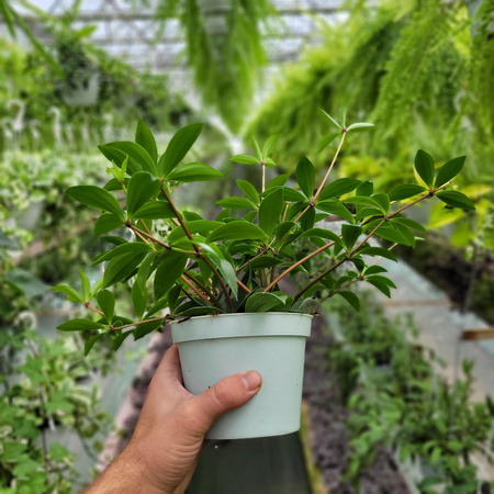 PEPEROMIA PALCZASTA P13