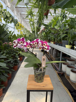 PHALENOPSIS MULTIFLORA TYPES RED SPIRIT RED P12