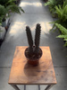 OPUNTIA DIADEMATA P8