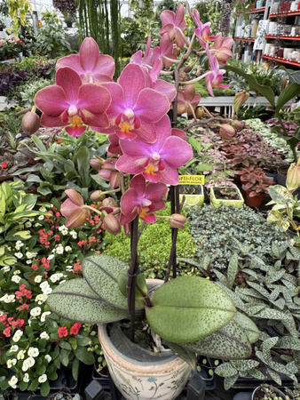 PROMOCJA PHALENOPSIS ORANGE AROMIO FLORAL P12