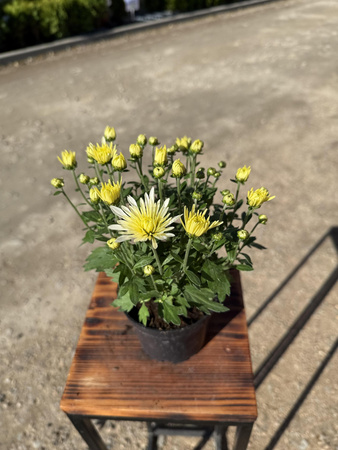 CHRYZANTEMA DROBNOKIATOWA ŻÓŁTA IGIEŁKA MINI P11