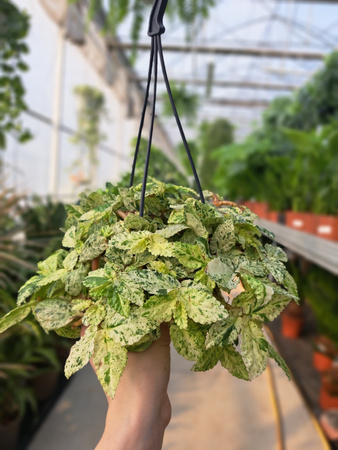 PELLIONIA REPENS VARIEGATA P10