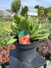 RUDBECKIA SUMMERDAISY'S DOUBLE RED C3