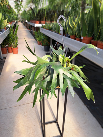 PAPROĆ PLATYCERIUM BIFURCATUM P21