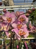 PHALENOPSIS MARVELLOUS RÓŻ NAKRAPIANY P17