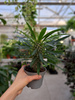 PACHYPODIUM LAMEREI  - PALMA MADAGASKARU P10.5
