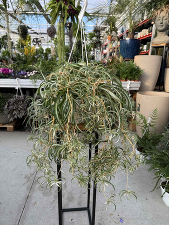 ZIELISTEK SKRĘCONY P20