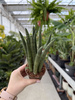 SANSEVIERIA CYLINDRICA STRAIGHT P9