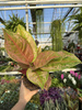 AGLAONEMA PASTELLA P12