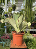 KALANCHOE SYNSEPALA P17