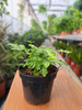 PAPROĆ PTERIS ALBOLINEATA P9
