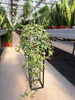 BLUSZCZ HEDERA HELIX EVE P24