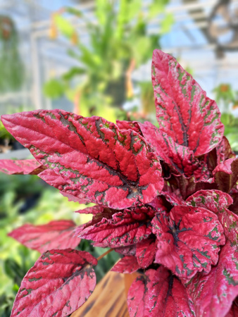 BEGONIA REX INCA FLAME P13