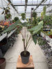 ALOCASIA ZEBRINA P14