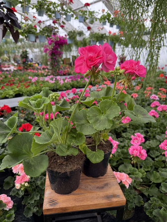 PELARGONIA STOJĄCA RÓŻOWA ZESTAW 6 SZTUK