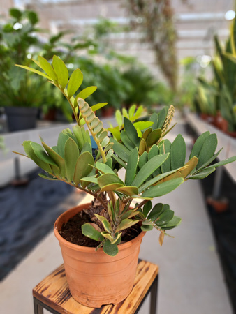 ZAMIA FURFURCEA - SAGOWIEC JAMAJSKI P22