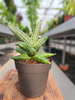 SANSEVIERIA CYLINDRICA INTI P12