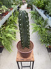 CEREUS JAMACURU. - CUDDLY P20