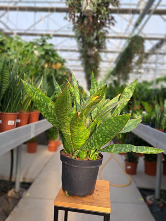 SANSEVIERIA TRAUBRYTANIA DRAGON