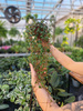 PEPEROMIA PAPPERSPOT  P11