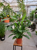 SPATHIPHYLLUM VIVALDI P17