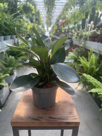 PEPEROMIA RED MARGIN P11