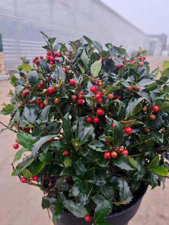 OSTROKRZEW KOLCZASTY BLUE MAID P28