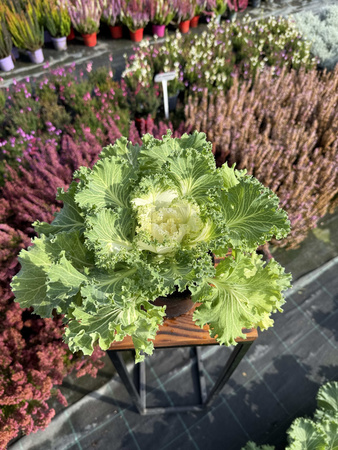 KAPUSTA OZDOBNA ZIELONA Z KREMOWYM ŚRODKIEM P11