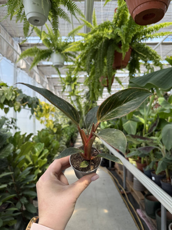 PHILODENDRON PINK BIKINI P6