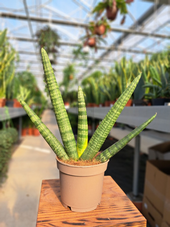 SANSEVIERIA CYLINDRICA HANDSHAKE P12