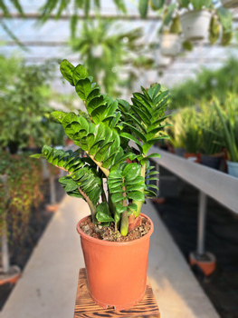 ZAMIOCULCAS ZENZI P21