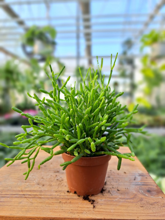 RHIPSALIS CASSUTHA P5,5