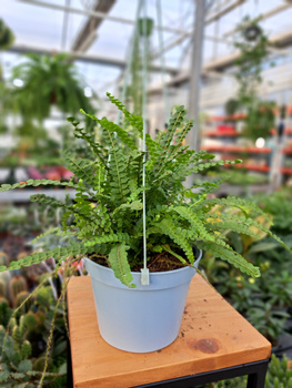 PAPROĆ NEPHROLEPIS DUFFI P13