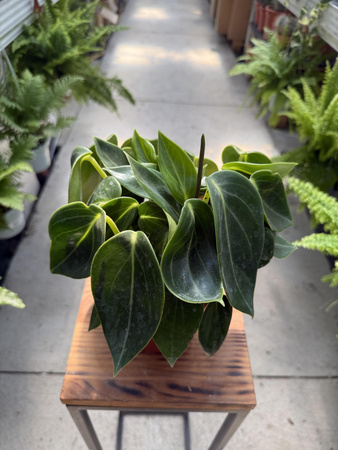 PEPEROMIA VANILLA P12