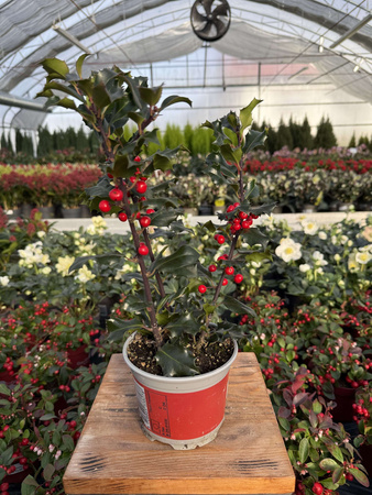 OSTROKRZEW KOLCZASTY BLUE ANGEL P15