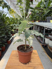 FICUS SNOWSTROM P9